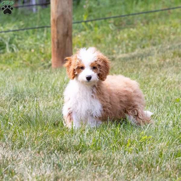 Marigold, Mini Bernedoodle Puppy